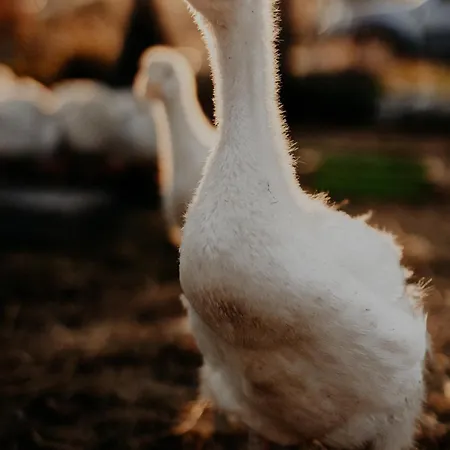 Szczere Pole カルパッチ