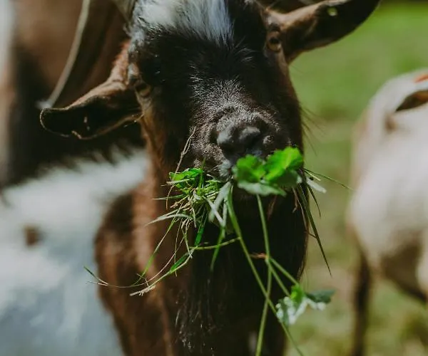 Campismo de Luxo Szczere Pole