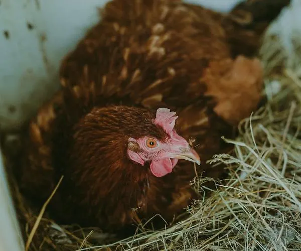 Szczere Pole Luxusní stan